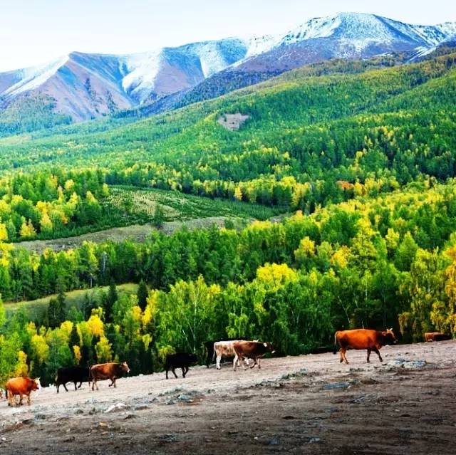 拨动心弦的人间美景：西北第一村·白哈巴