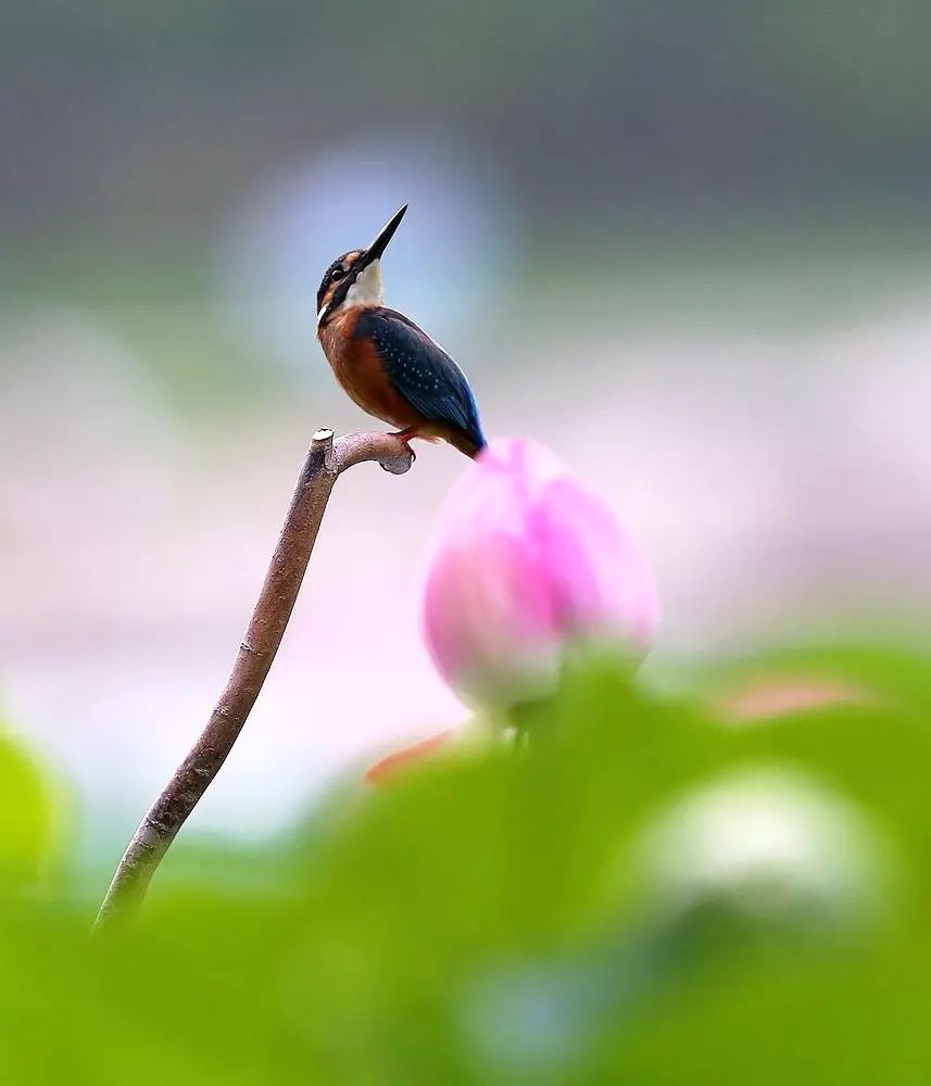 细微之美：一组荷花翠鸟美景图