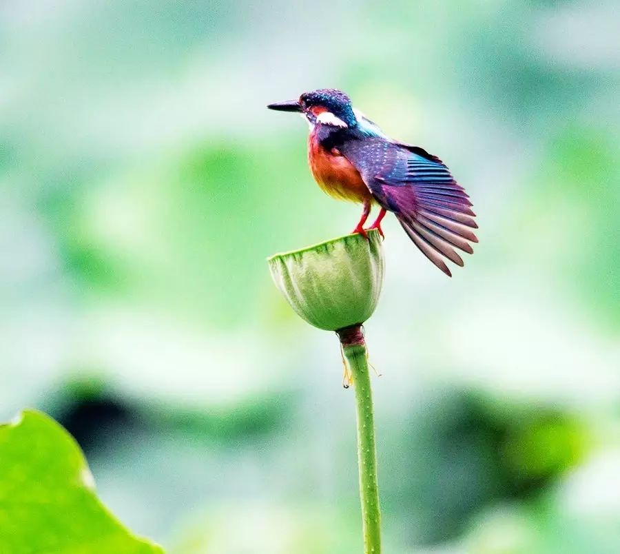 细微之美：一组荷花翠鸟美景图