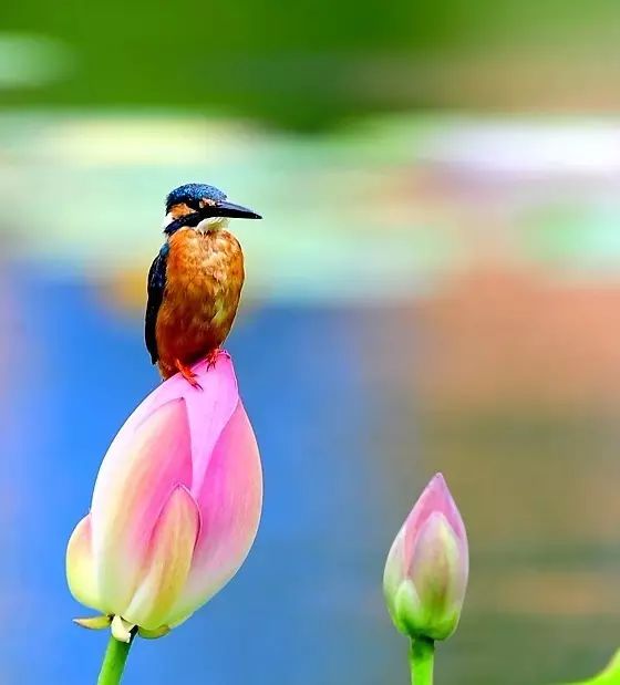 细微之美：一组荷花翠鸟美景图