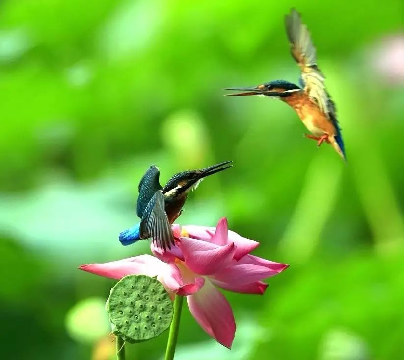 细微之美：一组荷花翠鸟美景图