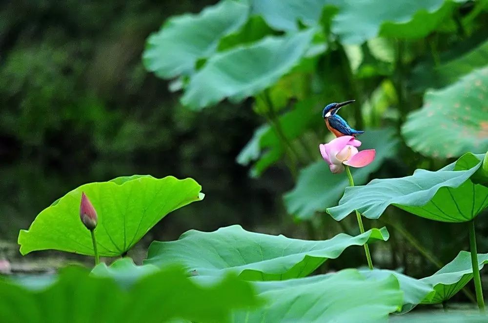 细微之美：一组荷花翠鸟美景图