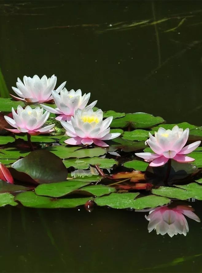 莲花风景摄影：我愿为莲守一池清水