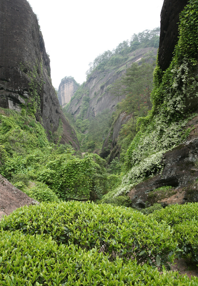 中国十大名茶之武夷岩茶