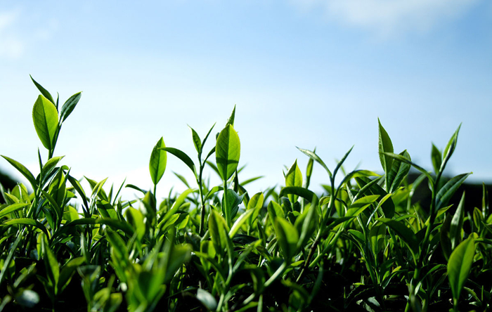 中国十大名茶之安溪铁观音