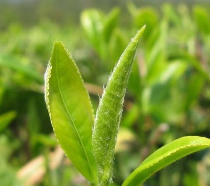 中国十大名茶之洞庭碧螺春