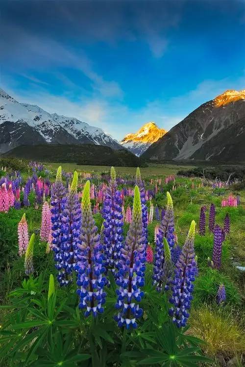 最美风景《鲁冰花》，送给母亲的花！