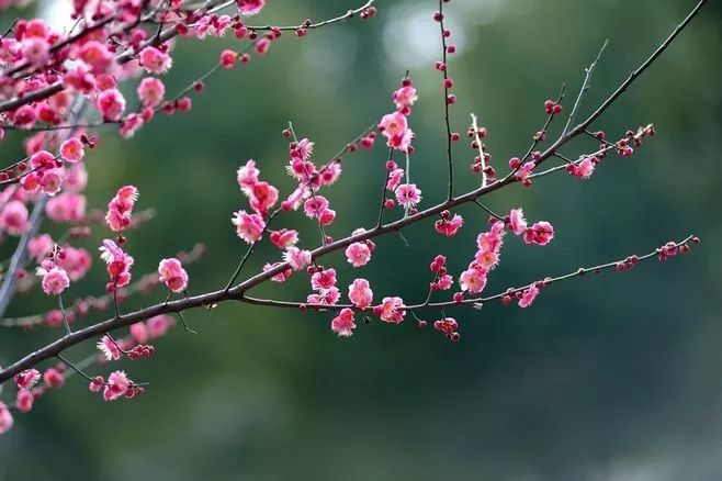 诗意风景：一花一世界，一诗一情怀