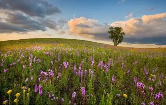 唯美风景图片：春日黄昏一路芬芳