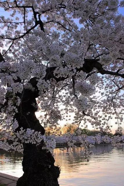 唯美风景图片：生命是一树花开