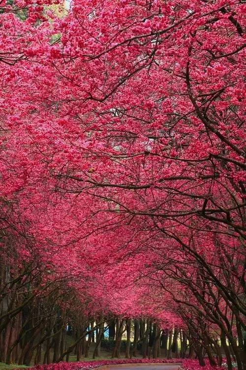 唯美风景图片：生命是一树花开