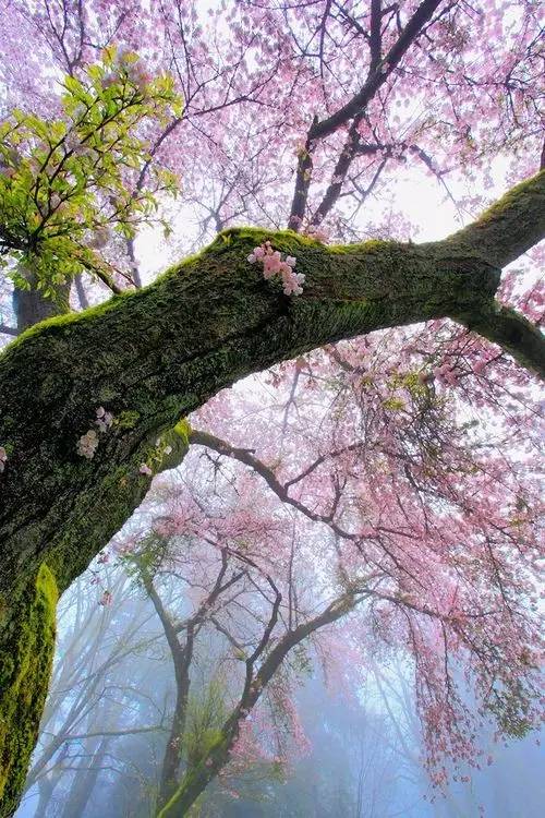 唯美风景图片：生命是一树花开