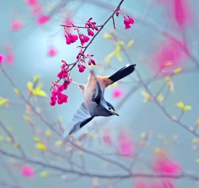 唯美风景图片：春天充满生机的鸟语花香！