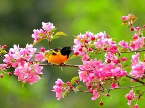 唯美风景图片：春天充满生机的鸟语花香！