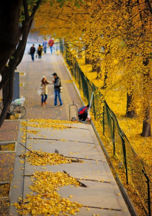 晚秋一抹耀眼金黄，唯美秋天风景图片！