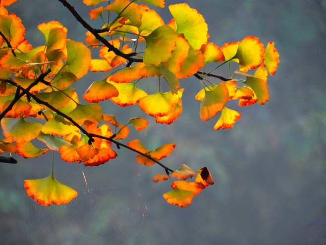 晚秋一抹耀眼金黄，唯美秋天风景图片！