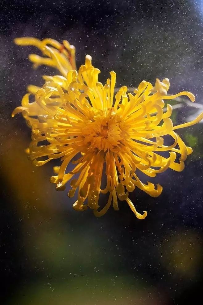 立冬时节菊缤纷，唯美菊花摄影！