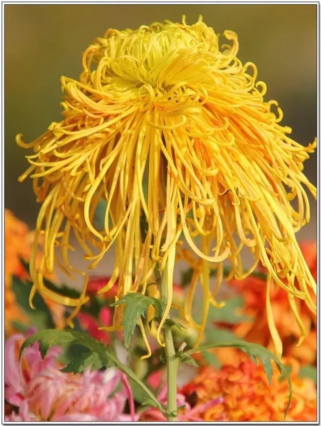 立冬时节菊缤纷，唯美菊花摄影！