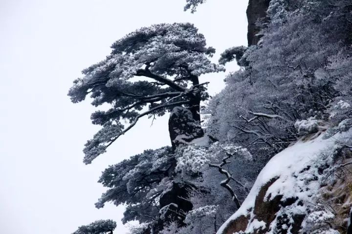 雪后黄山风景宛如人间仙境，舞一曲雪中霓裳羽