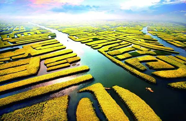 美到窒息的中国最美油菜花海，邂逅花海风景！