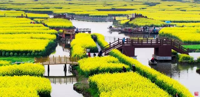 美到窒息的中国最美油菜花海，邂逅花海风景！