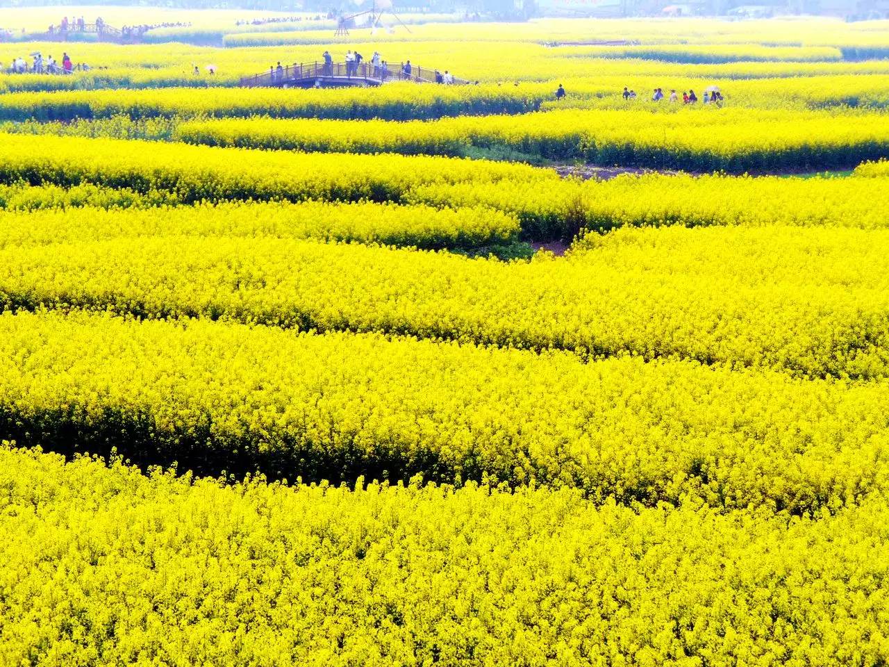 美到窒息的中国最美油菜花海，邂逅花海风景！