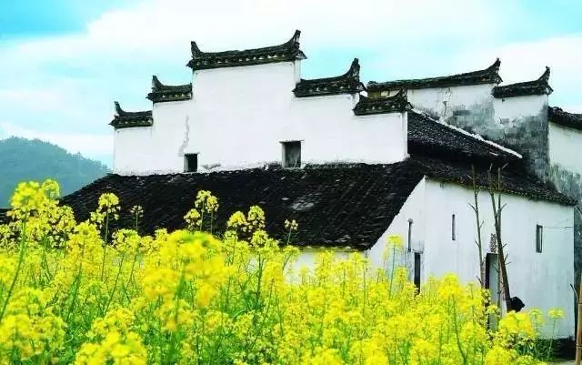 美到窒息的中国最美油菜花海，邂逅花海风景！