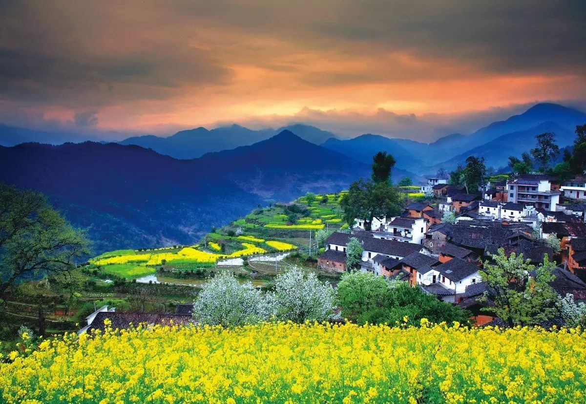 美到窒息的中国最美油菜花海，邂逅花海风景！