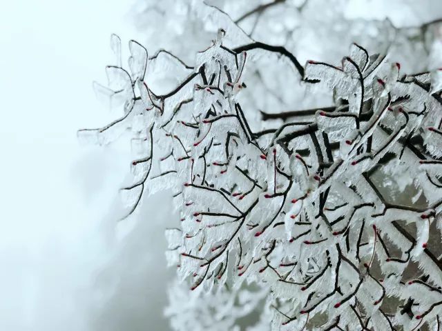 雪后黄山风景宛如人间仙境，舞一曲雪中霓裳羽