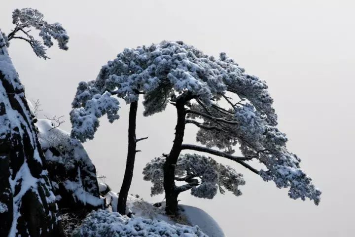 雪后黄山风景宛如人间仙境，舞一曲雪中霓裳羽