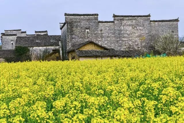 美到窒息的中国最美油菜花海，邂逅花海风景！