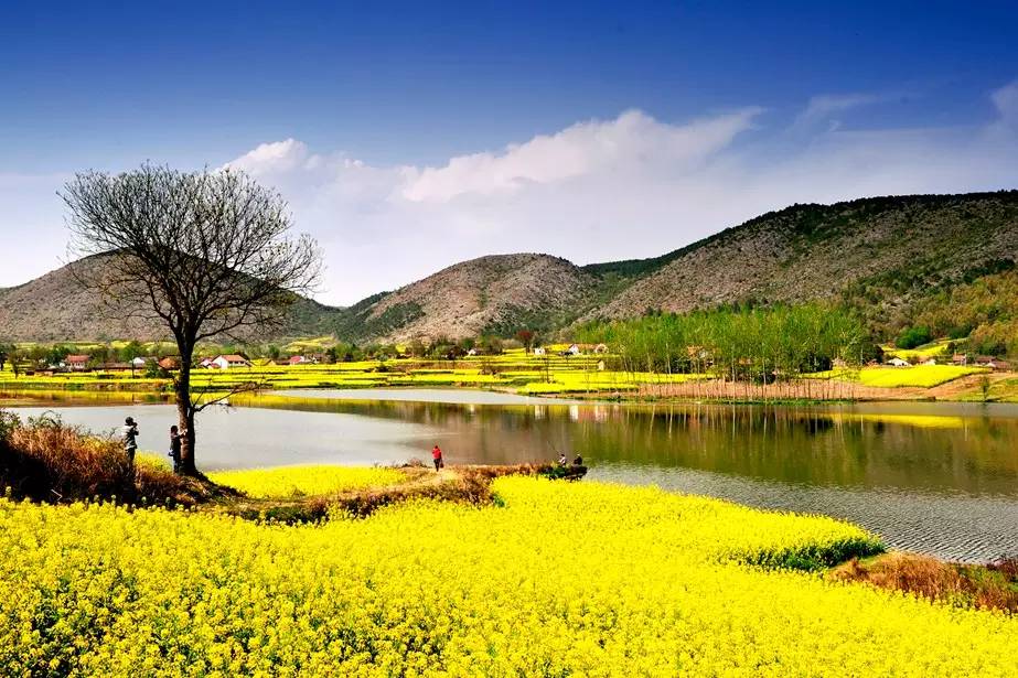 美到窒息的中国最美油菜花海，邂逅花海风景！