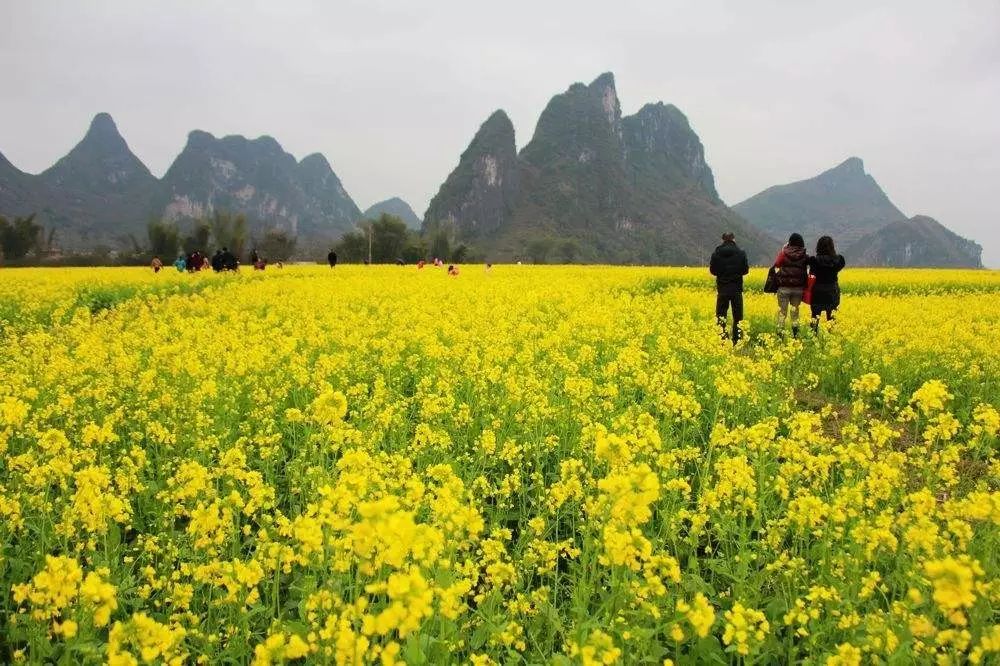 美到窒息的中国最美油菜花海，邂逅花海风景！