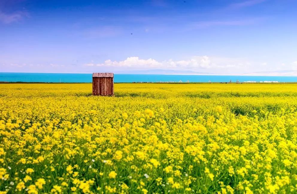 美到窒息的中国最美油菜花海，邂逅花海风景！