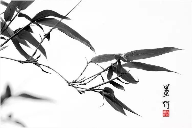 中国水墨风格竹子摄影欣赏