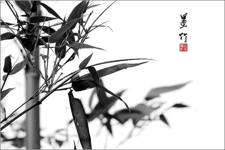 中国水墨风格竹子摄影欣赏