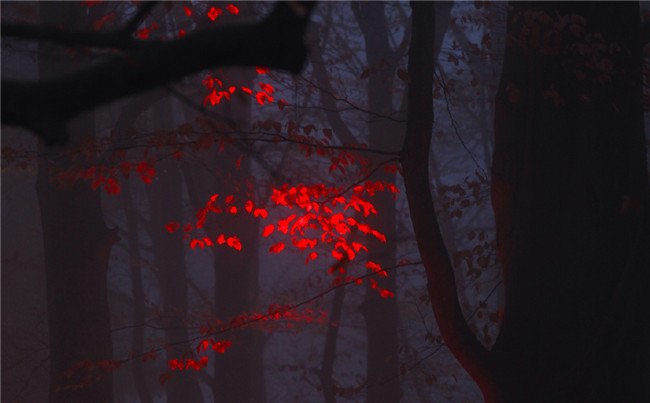 红叶似火意似情，枫叶夜色摄影欣赏