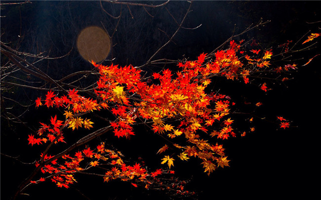 红叶似火意似情，枫叶夜色摄影欣赏