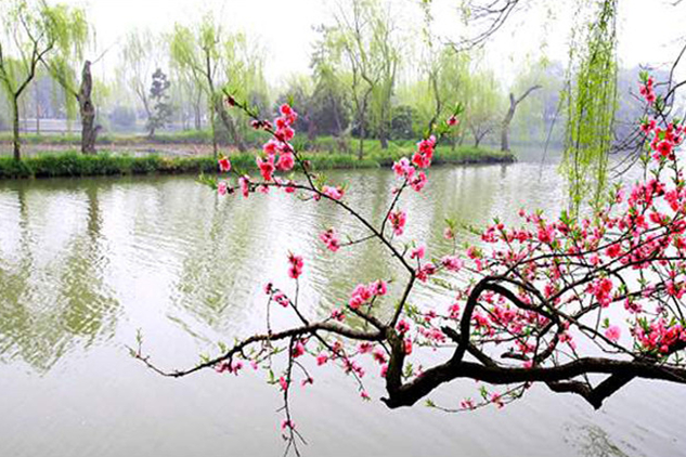 扬州三月河岸春色摄影