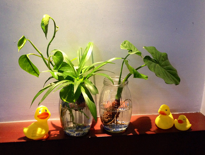 家中植物风水禁忌，你能学到吗？