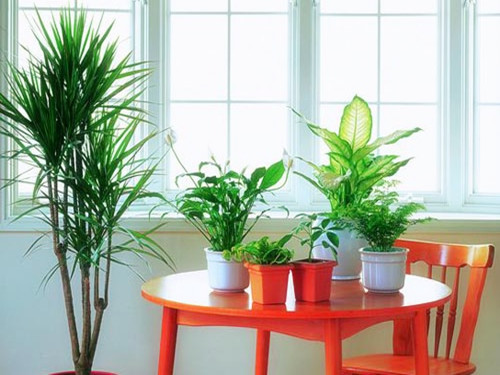 你知道家里放植物的风水禁忌吗？？？