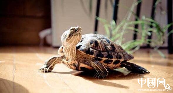 家庭养龟有什么风水吗