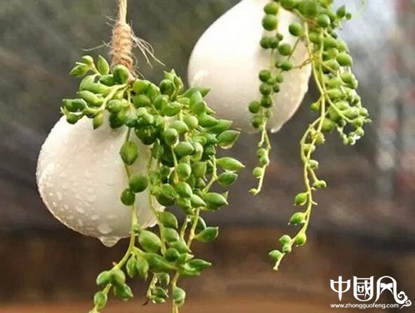 家居中的风水植物有什么