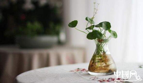 家居中的风水植物有什么