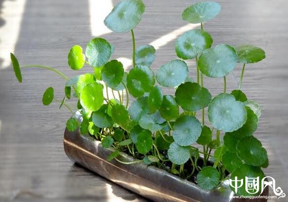 家居中的室内植物风水