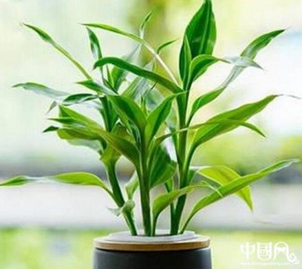 家里养着哪些植物风水好