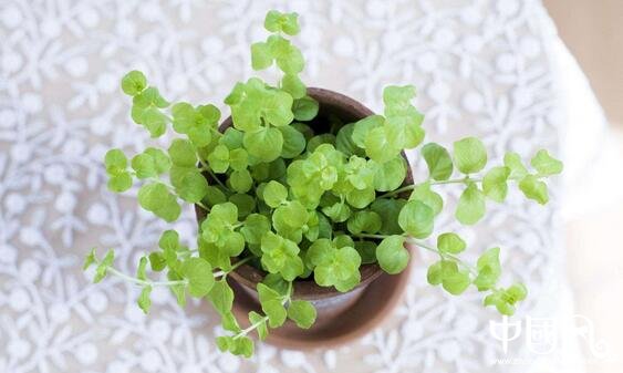 室内风水植物有哪些