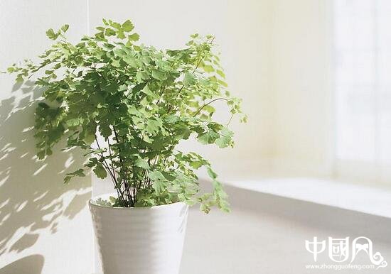 室内的风水植物