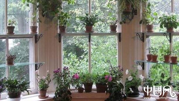 室内的植物与风水