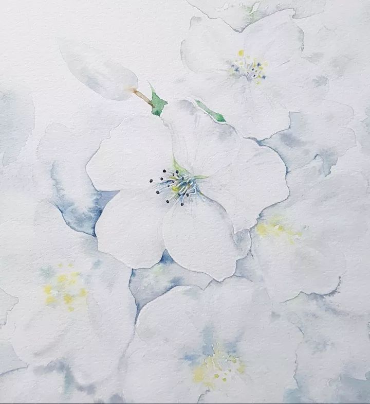 四季水彩花卉插画，惊艳唯美!